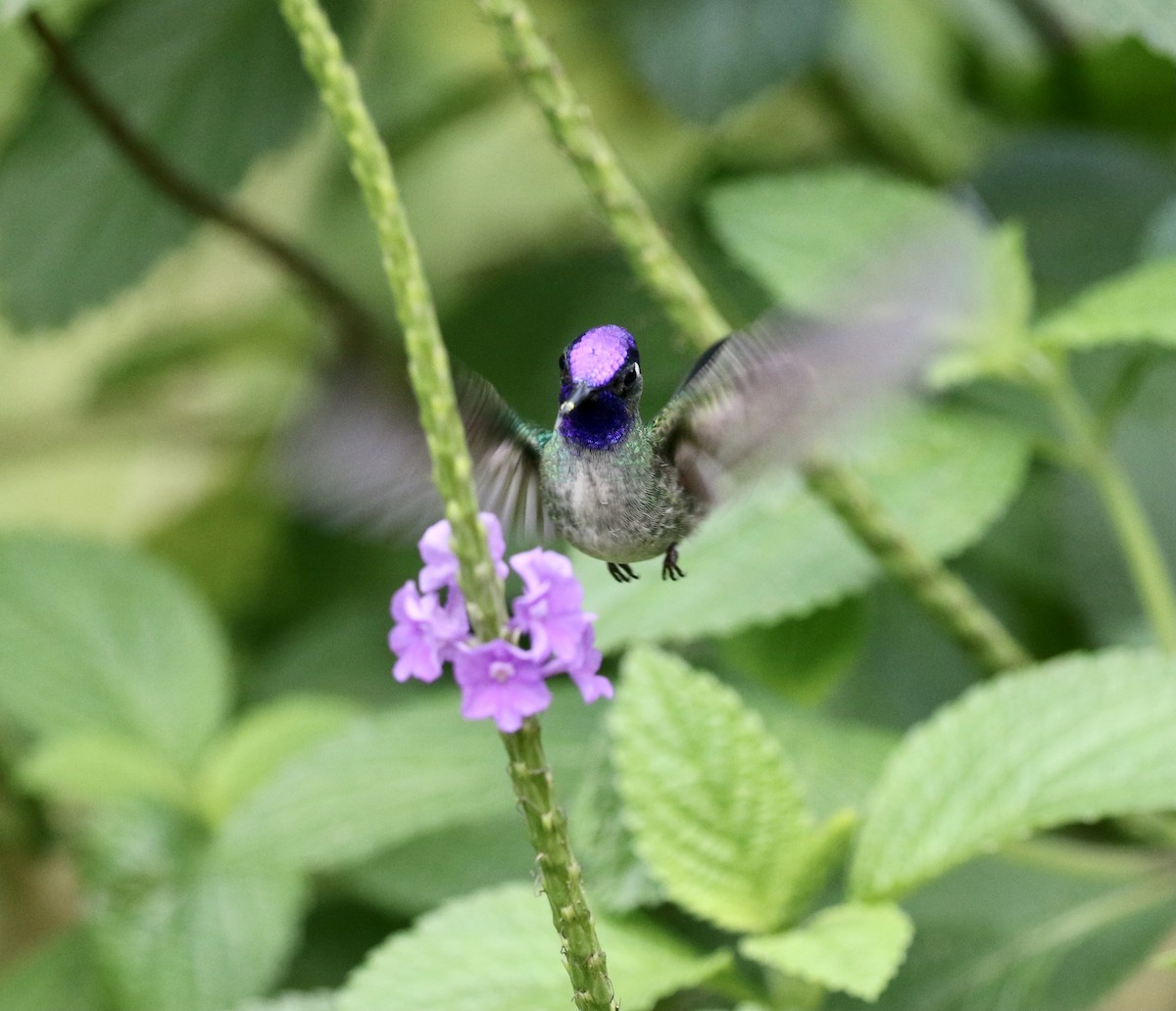 Violet-headed Hummingbird - ML615218860