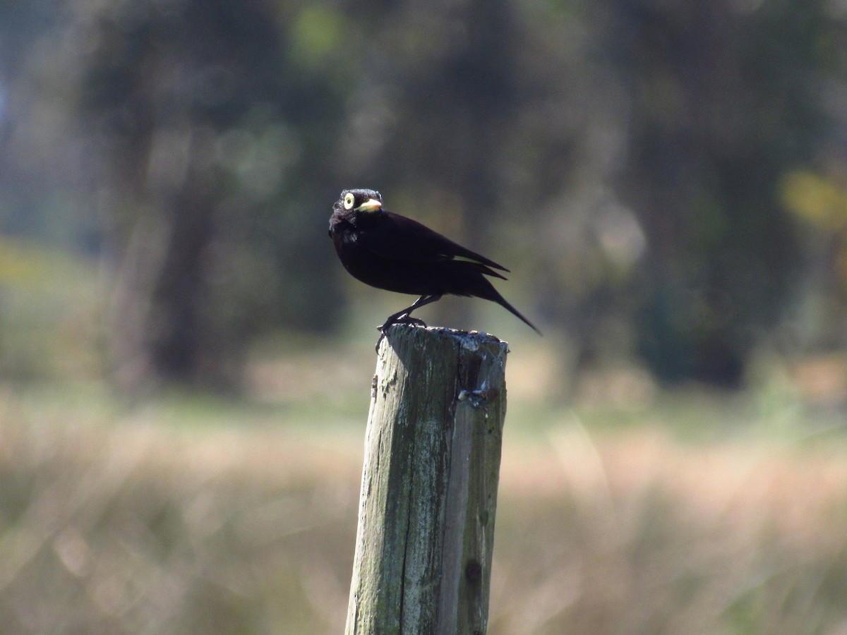 Spectacled Tyrant - ML615218913