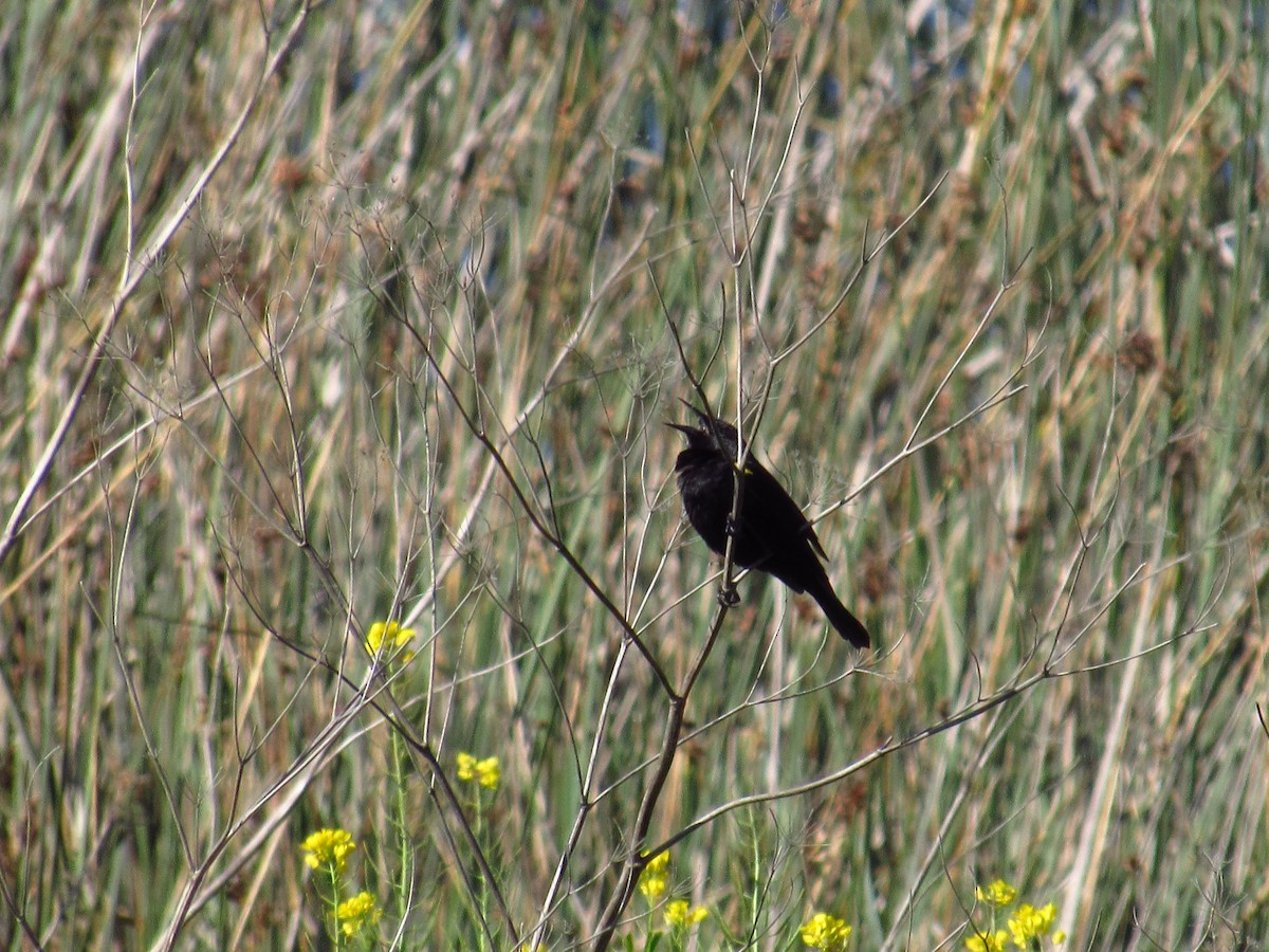 Yellow-winged Blackbird - ML615218947
