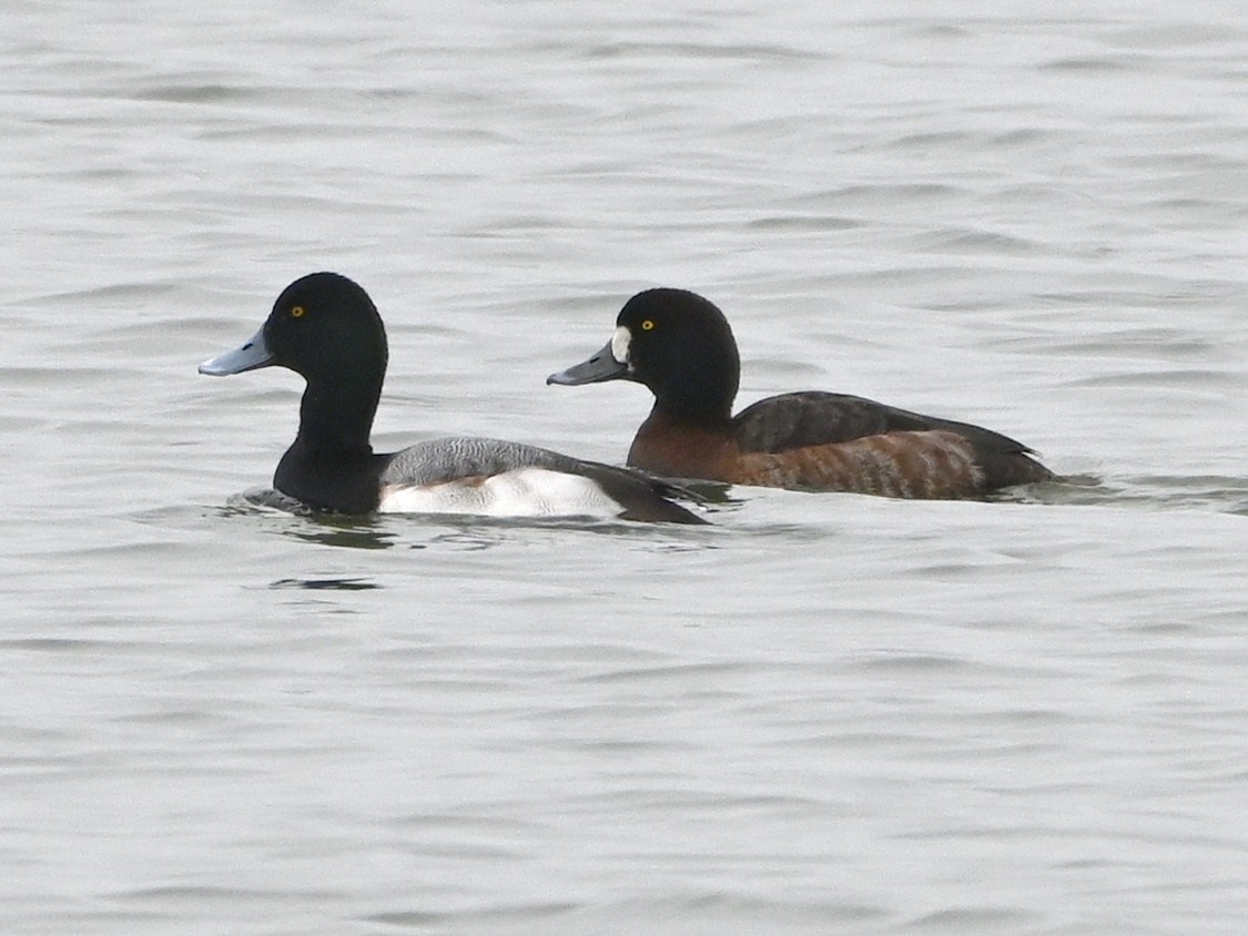 Greater Scaup - ML615219009