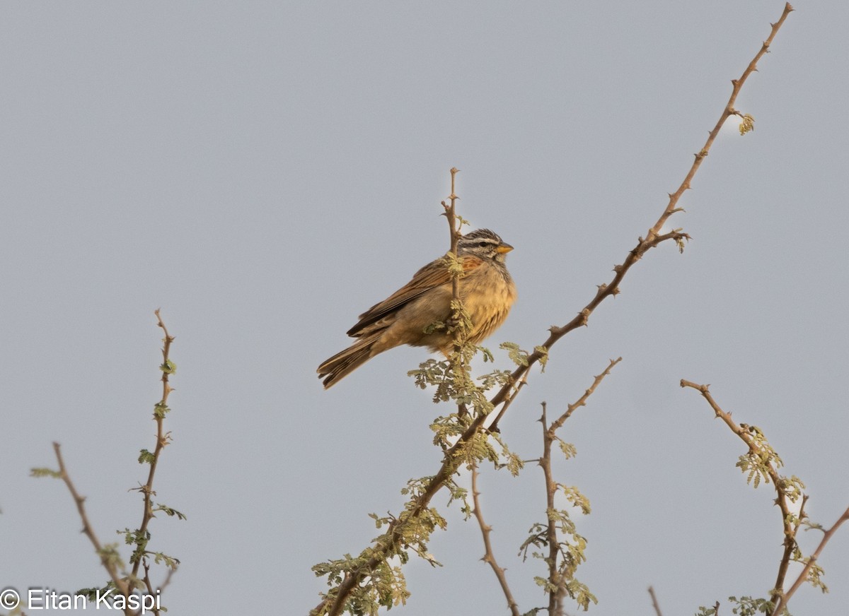 Striolated Bunting - ML615219389