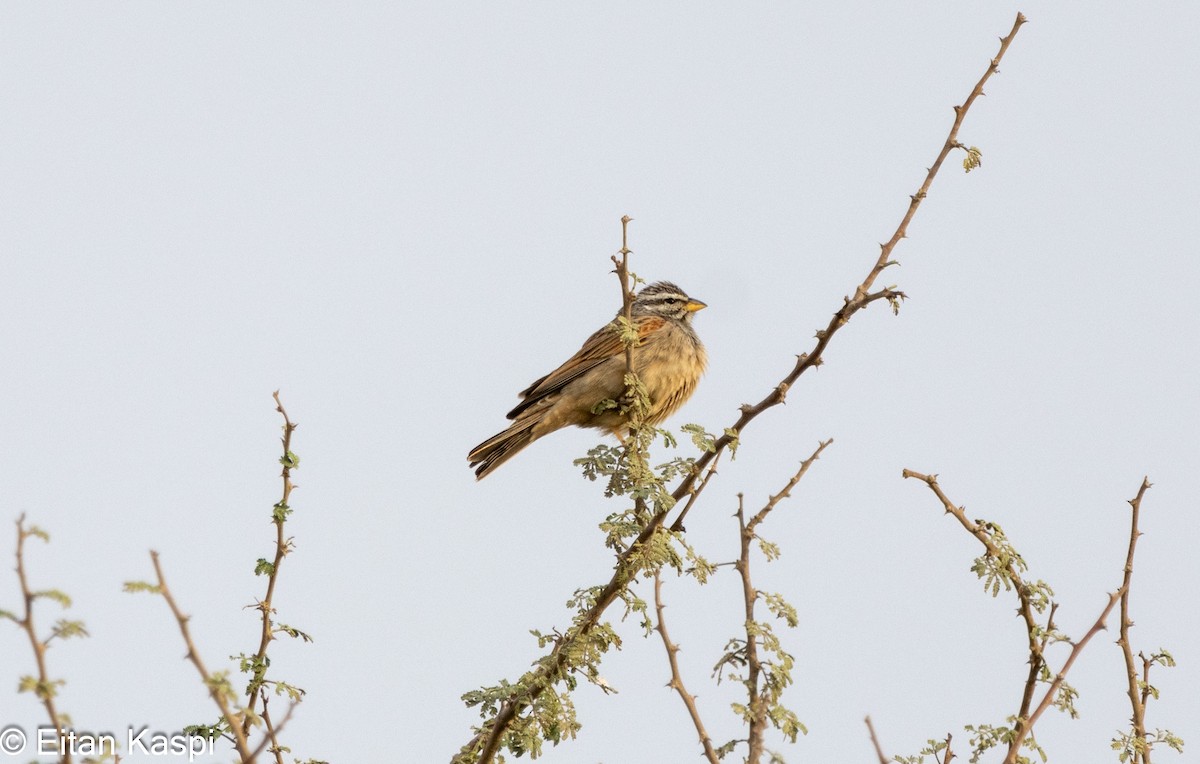 Striolated Bunting - ML615219390