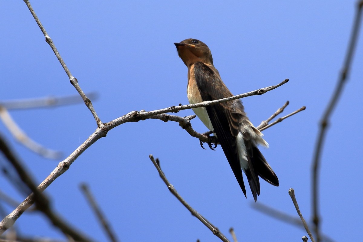 Southern Rough-winged Swallow - ML615219423