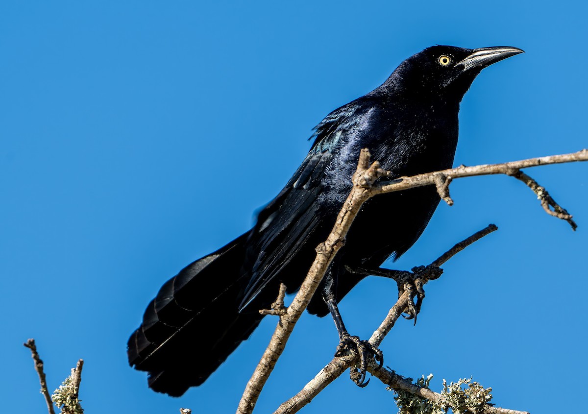 Great-tailed Grackle - ML615219435