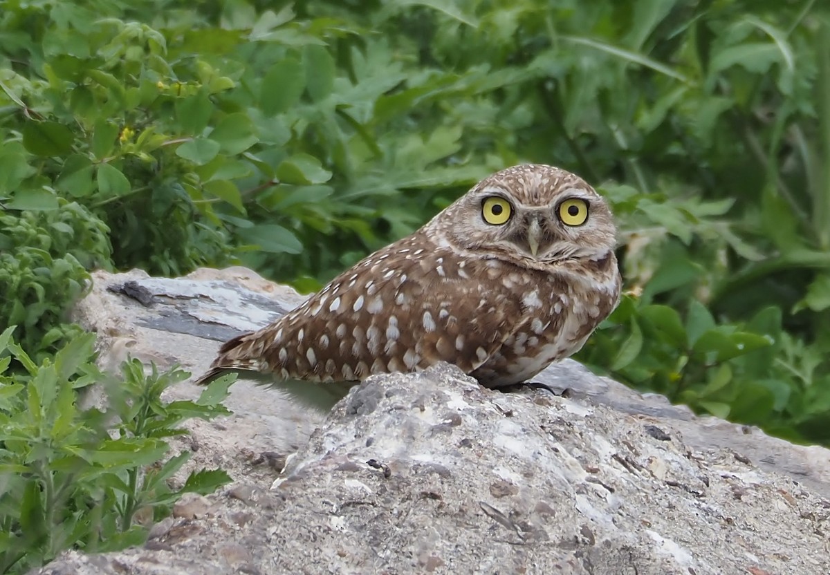 Burrowing Owl - Lorie Carnes