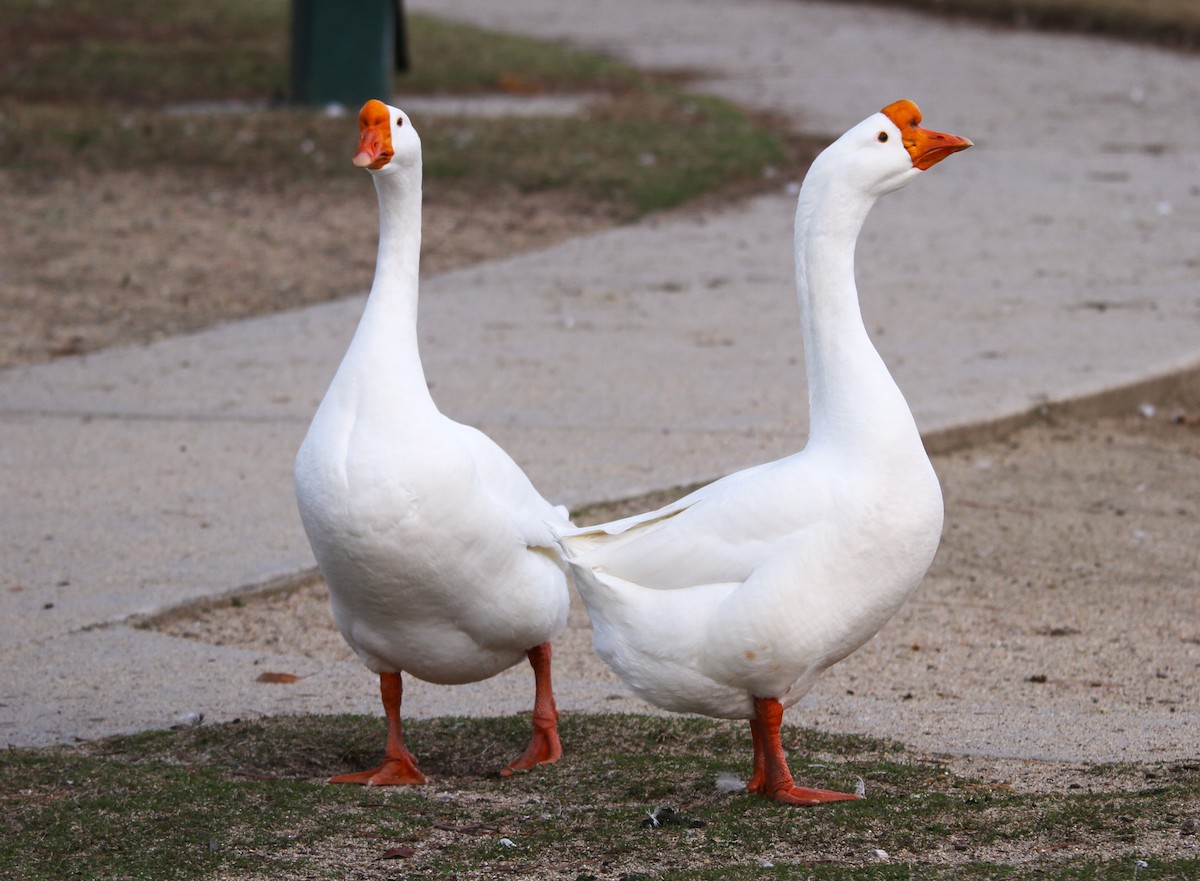 Swan Goose (Domestic type) - ML615220087