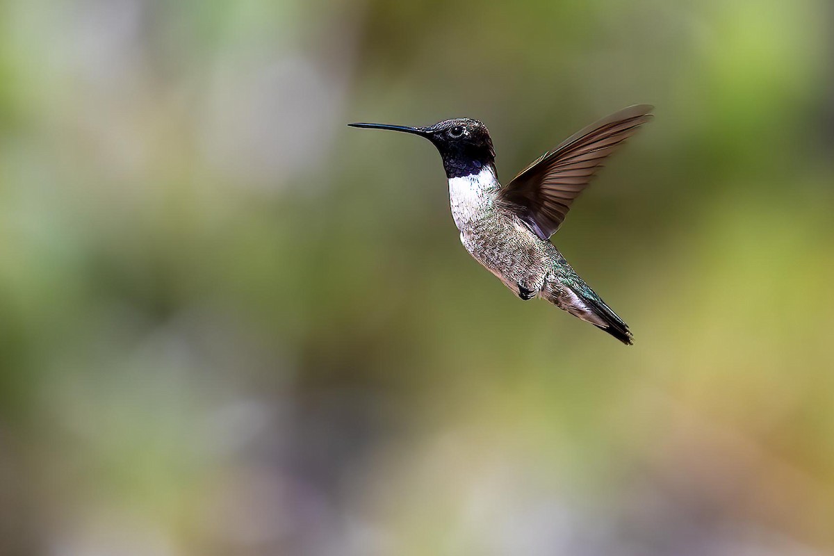 Black-chinned Hummingbird - ML615220136