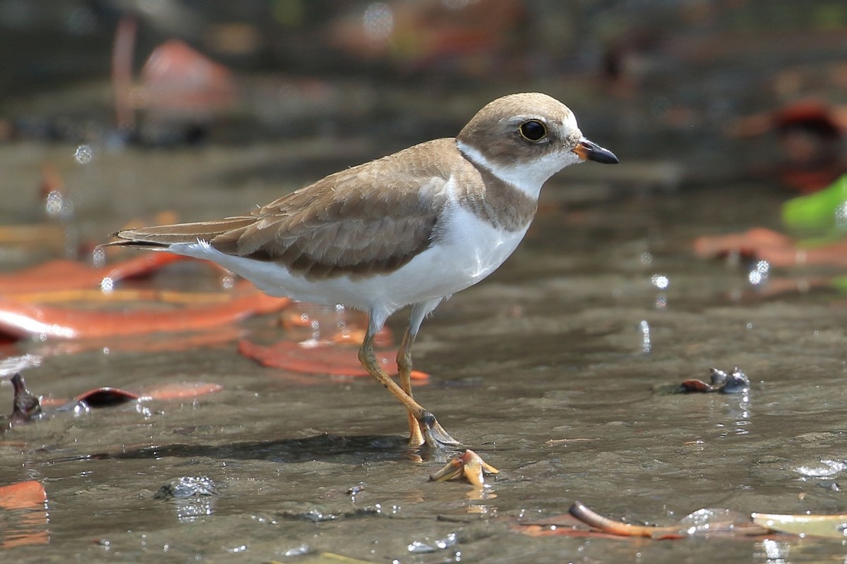 Semipalmated Plover - ML615220238