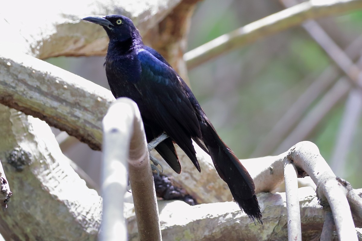 Great-tailed Grackle - ML615220411
