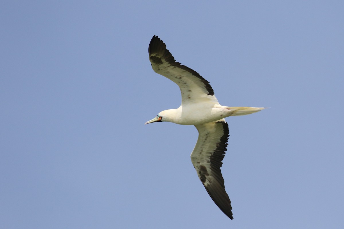 Red-footed Booby - ML615220526