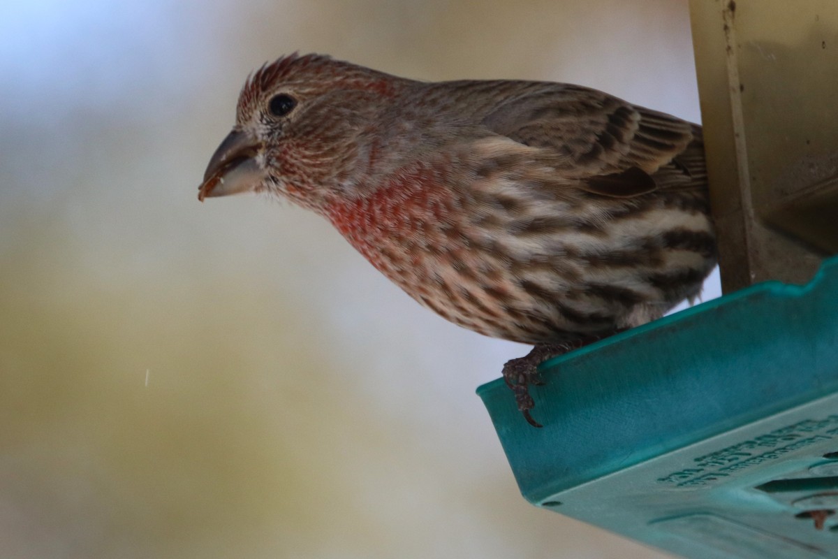 House Finch - Don Weidl