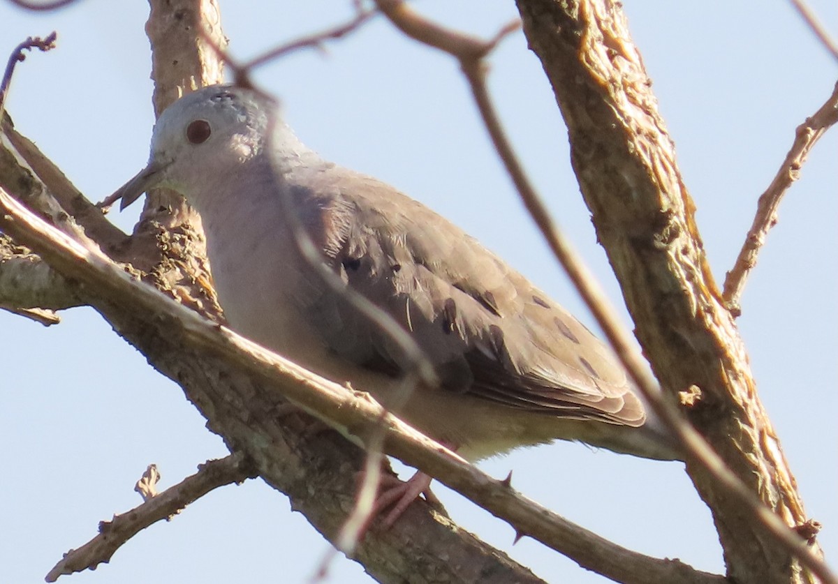 Plain-breasted Ground Dove - Rich Hoyer