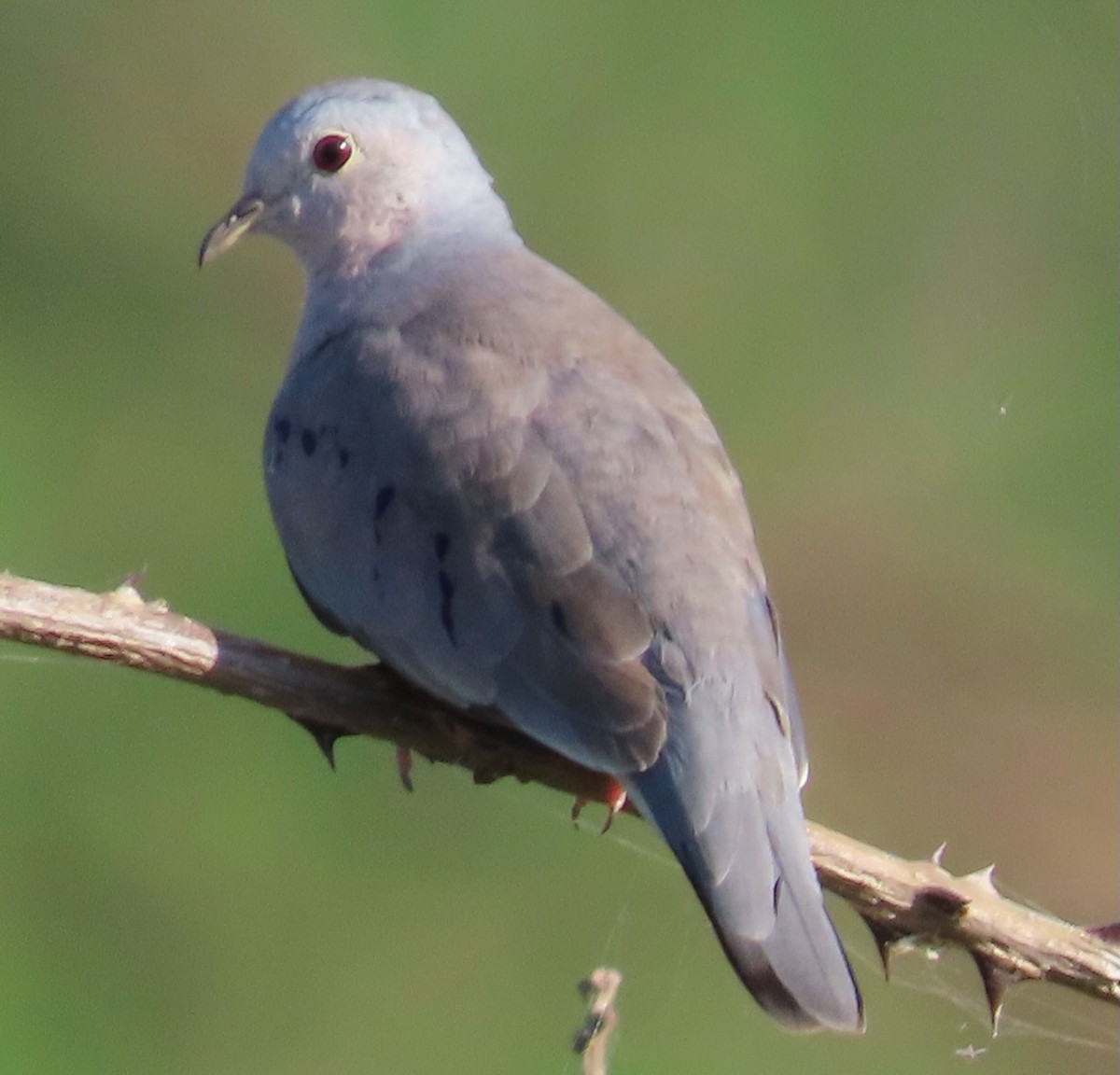 Plain-breasted Ground Dove - Rich Hoyer
