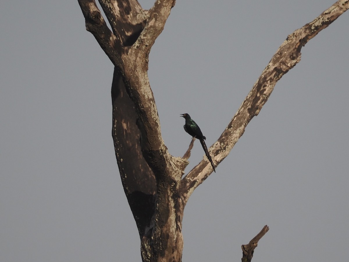 Long-tailed Glossy Starling - ML615221027