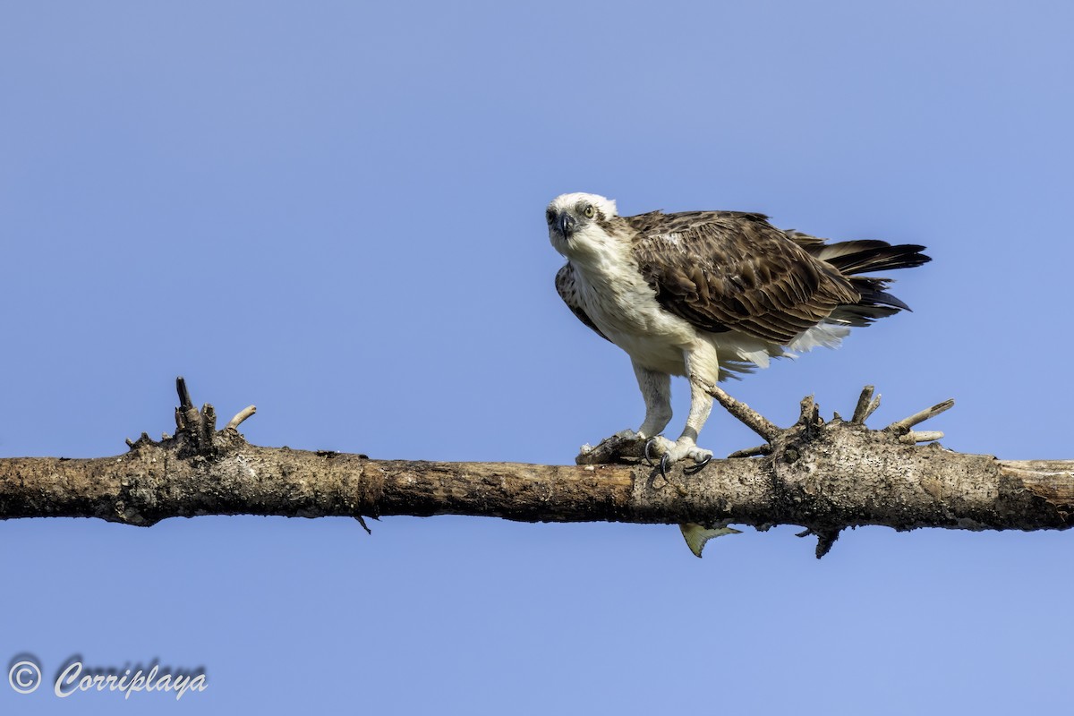 Osprey (Australasian) - Fernando del Valle