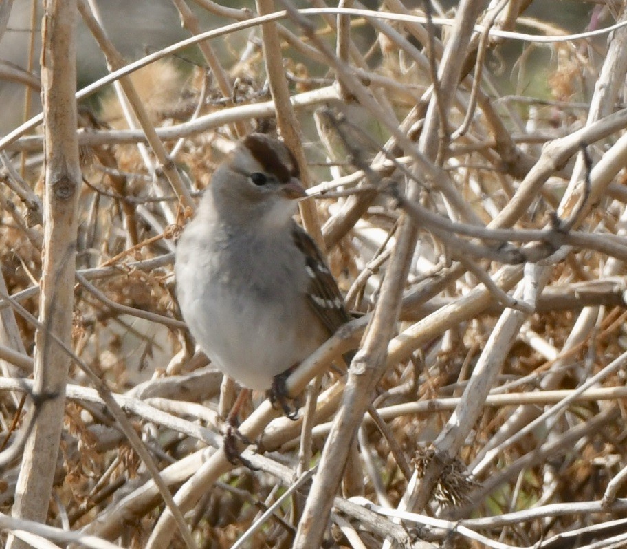 White-crowned Sparrow - ML615221188