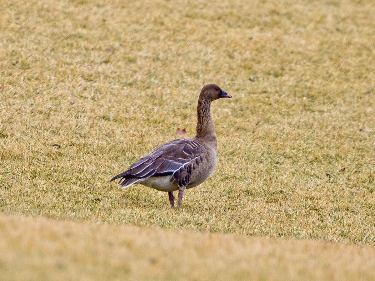 Pink-footed Goose - ML615221266