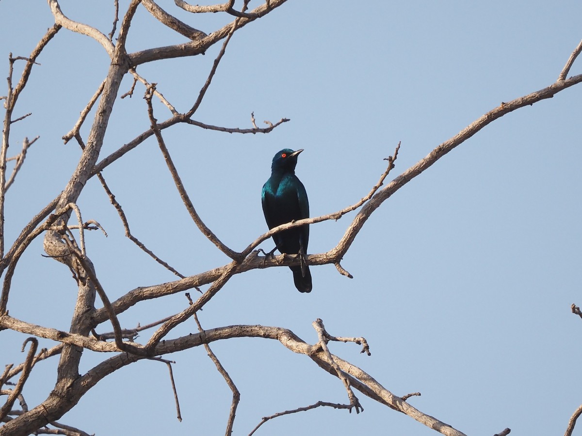 Bronze-tailed Starling - Guillermo Parral Aguilar