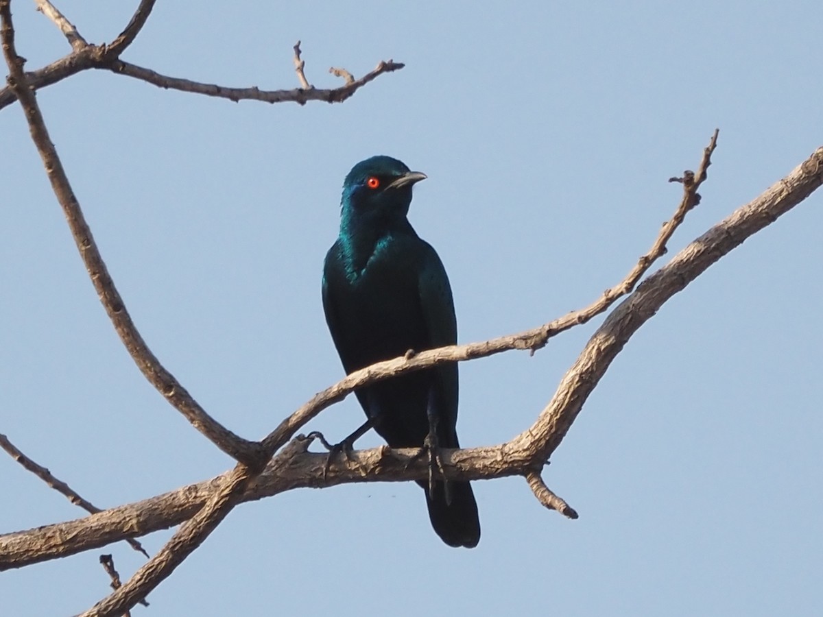 Bronze-tailed Starling - ML615221274