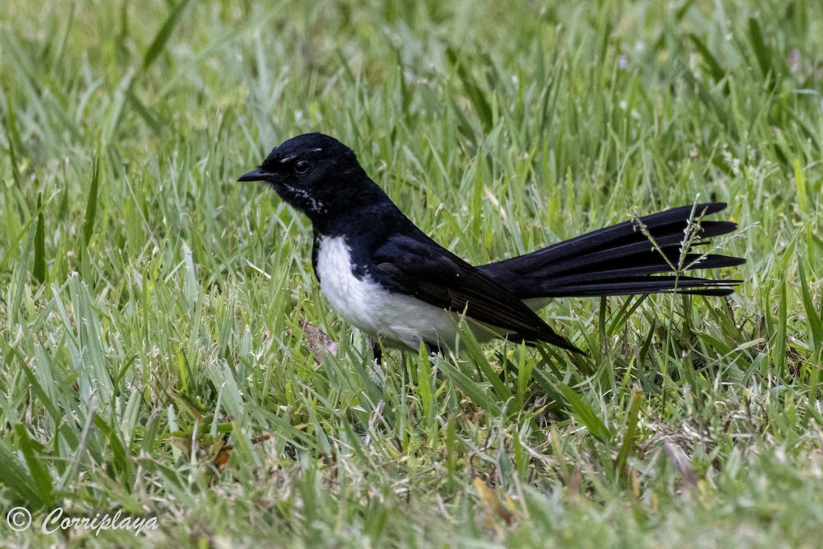 Willie-wagtail - ML615221349