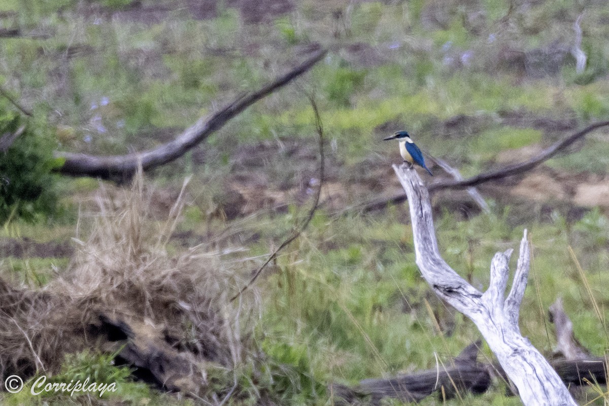 Sacred Kingfisher (Australasian) - Fernando del Valle