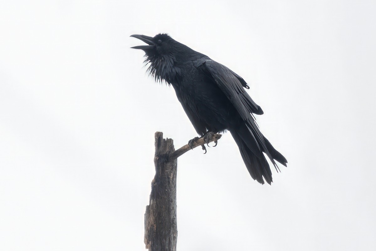 Common Raven - ML615221421