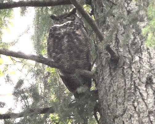 Great Horned Owl - ML615221435