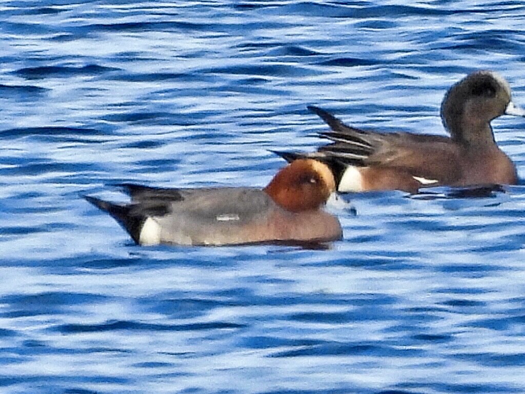 eBird Checklist - 23 Feb 2024 - Lincoln WTP--west ponds (restricted ...