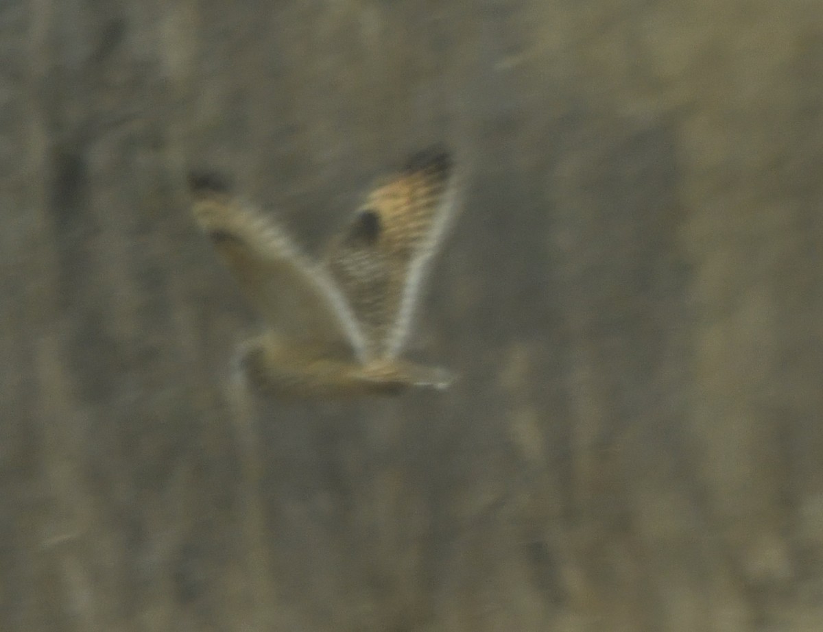 Short-eared Owl - ML615221662
