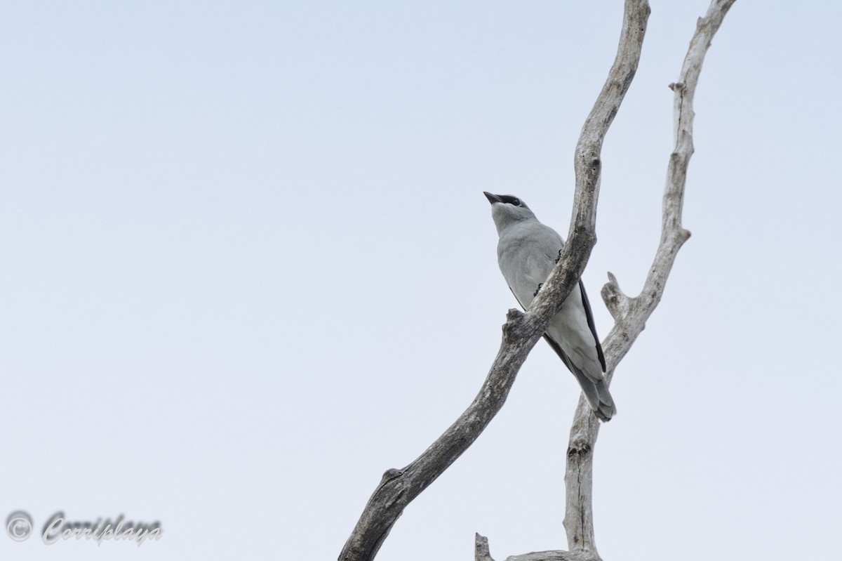 White-bellied Cuckooshrike - Fernando del Valle