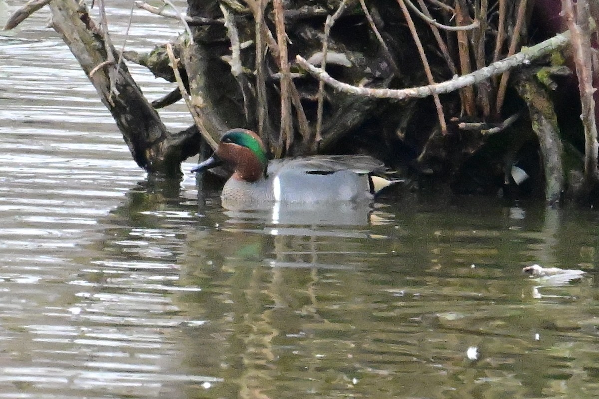 Green-winged Teal - ML615221716