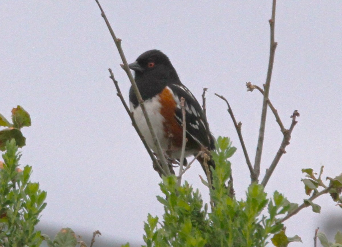 Spotted Towhee - Mark Hays