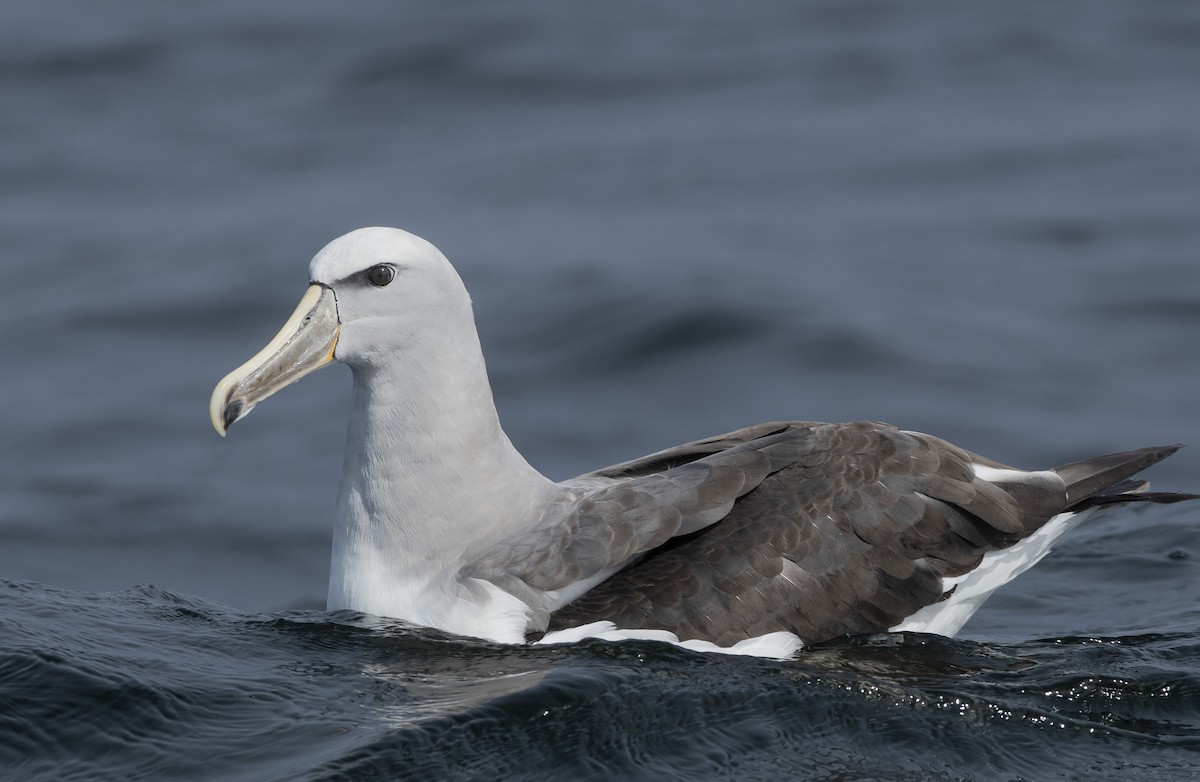 Salvin's Albatross - marcelo muñoz