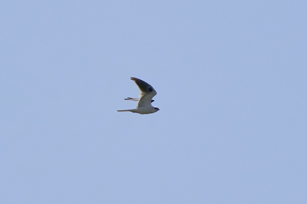 White-tailed Kite - ML615222372