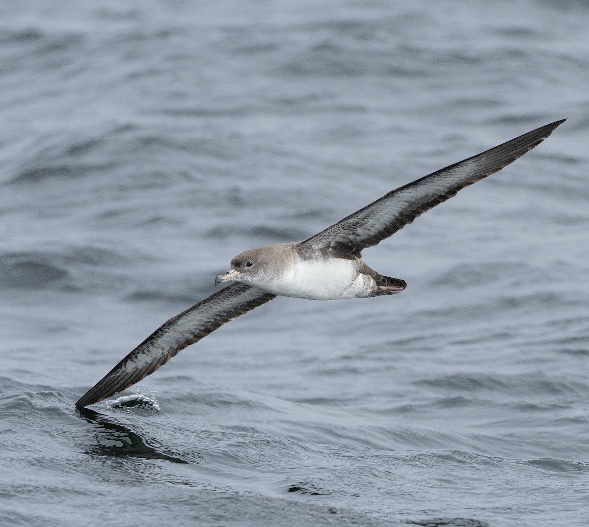 Pink-footed Shearwater - marcelo muñoz