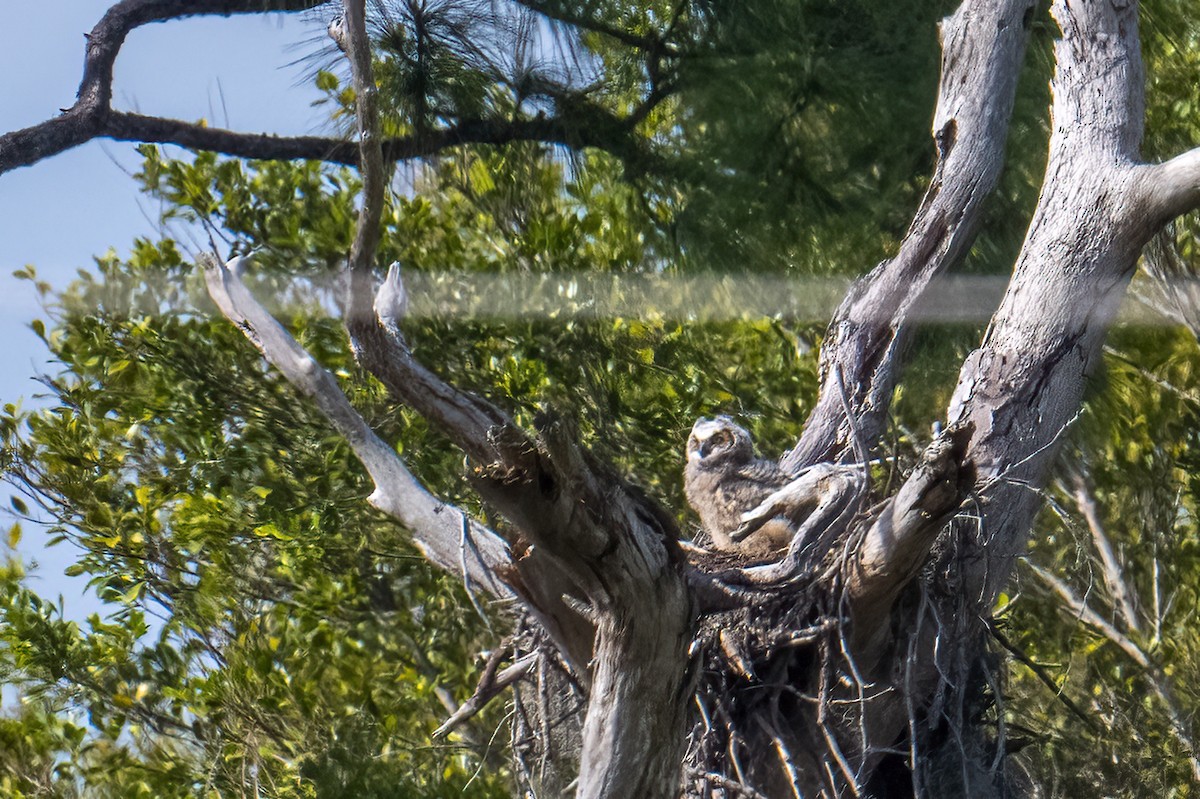 Great Horned Owl - ML615222612