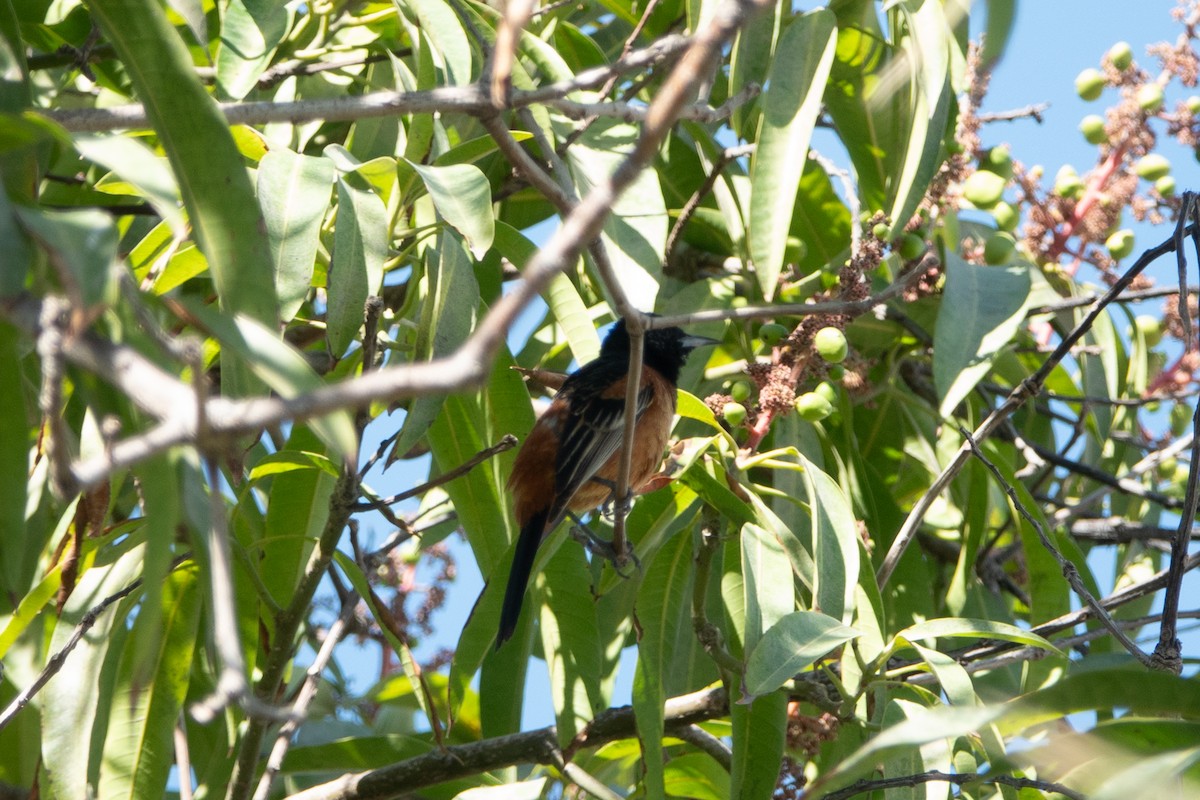 Orchard Oriole - ML615222725