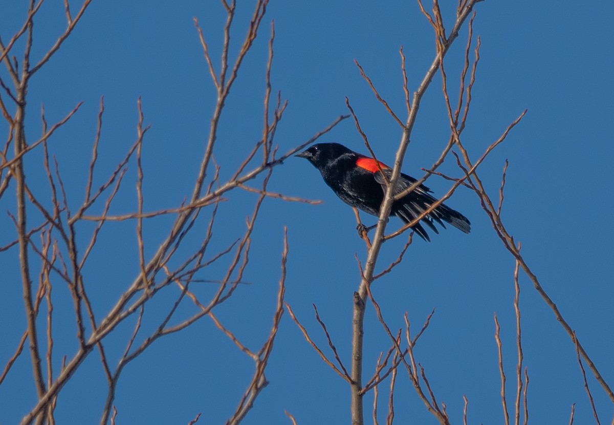 Red-winged Blackbird - Gale VerHague