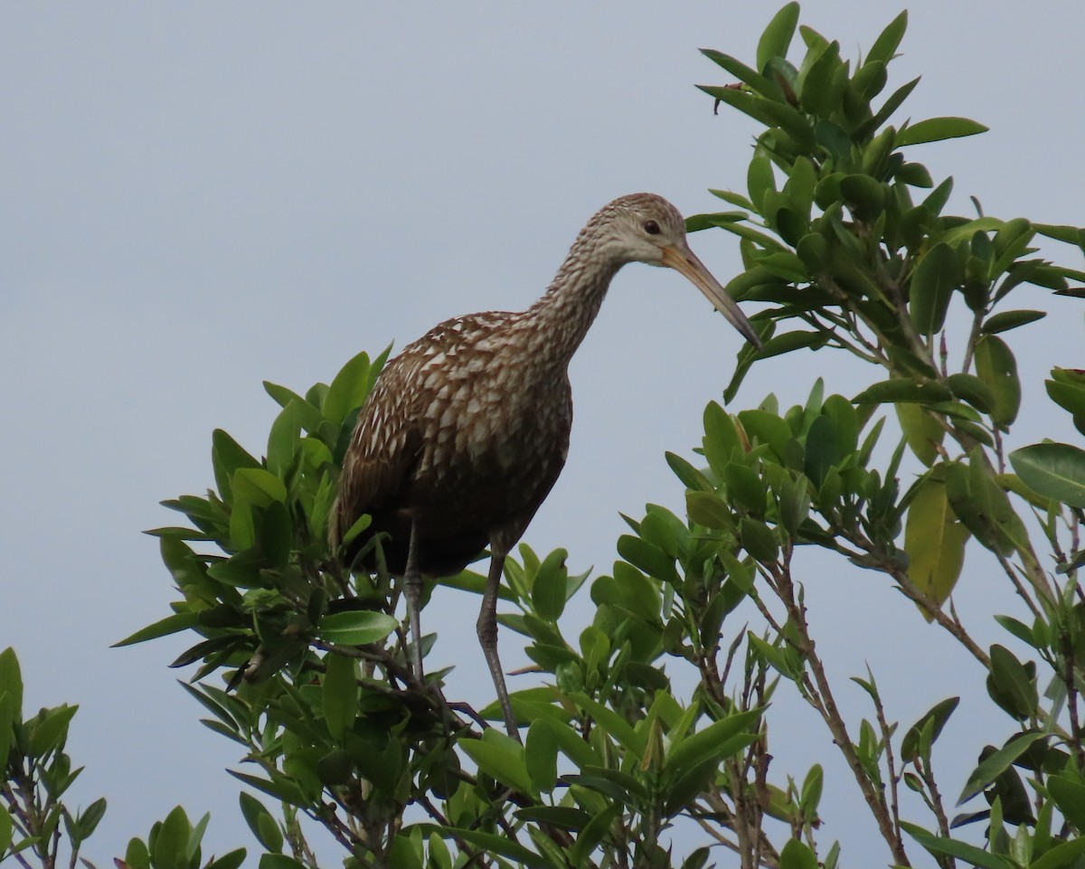 eBird Checklist 23 Feb 2024 Pahokee Point Road 10 species