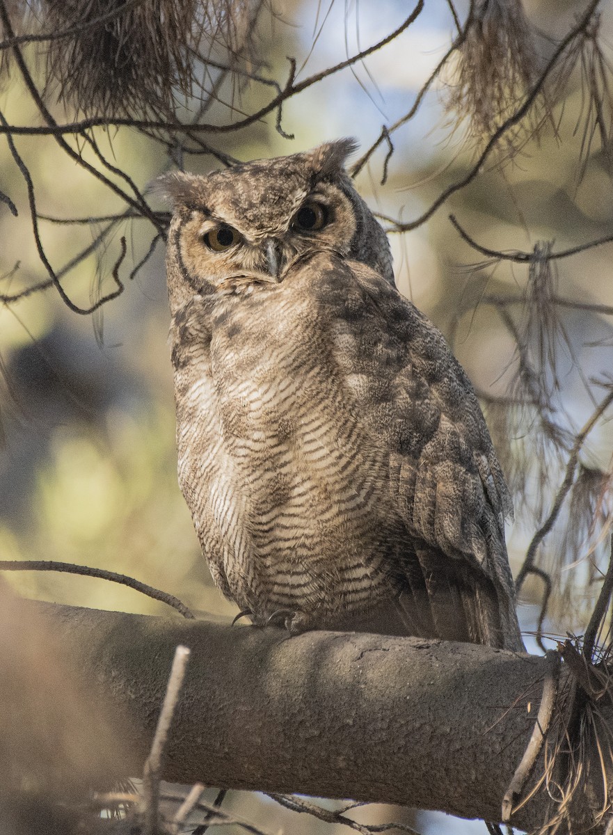 Lesser Horned Owl - marcelo muñoz