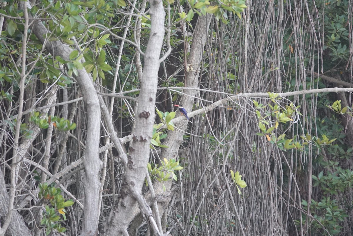 Black-capped Kingfisher - ML615223185