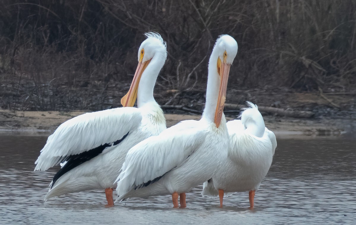 American White Pelican - Rick Potts
