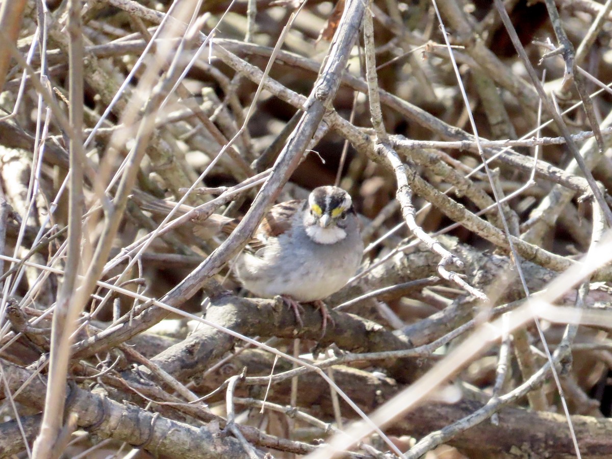 White-throated Sparrow - ML615223493