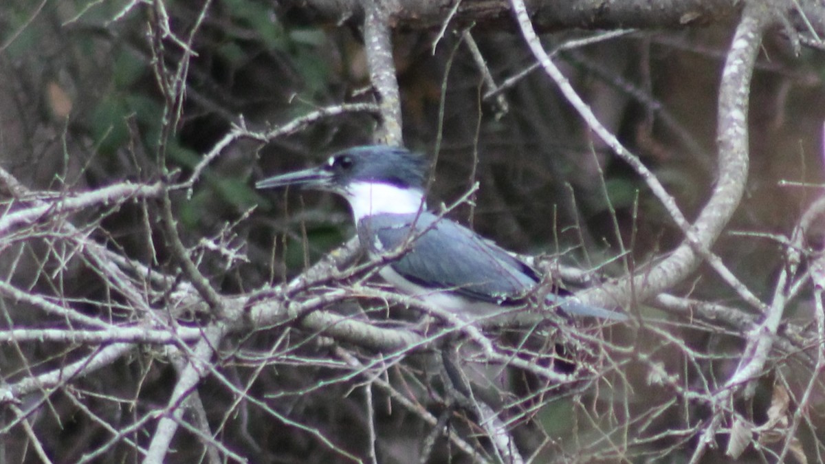 Belted Kingfisher - ML615223568