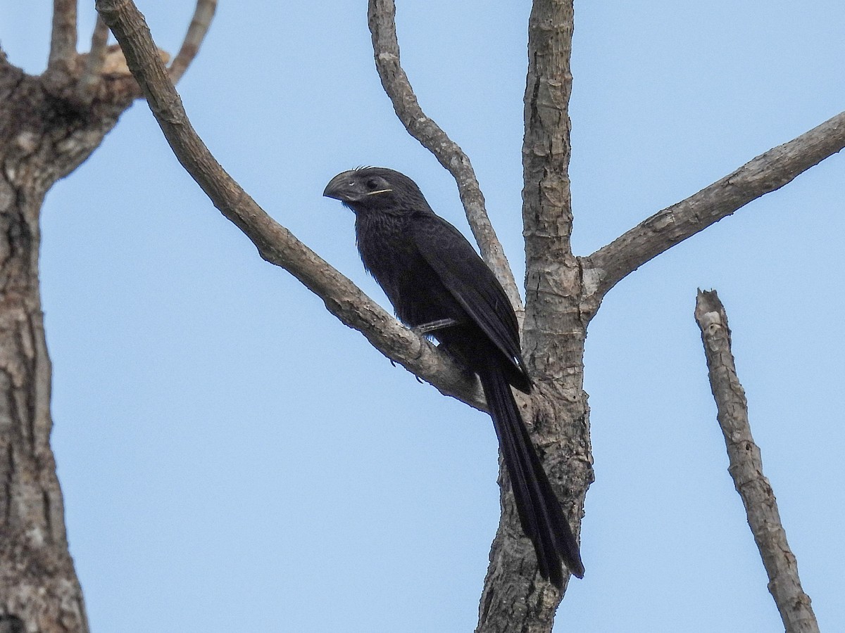 Smooth-billed/Groove-billed Ani - ML615223682