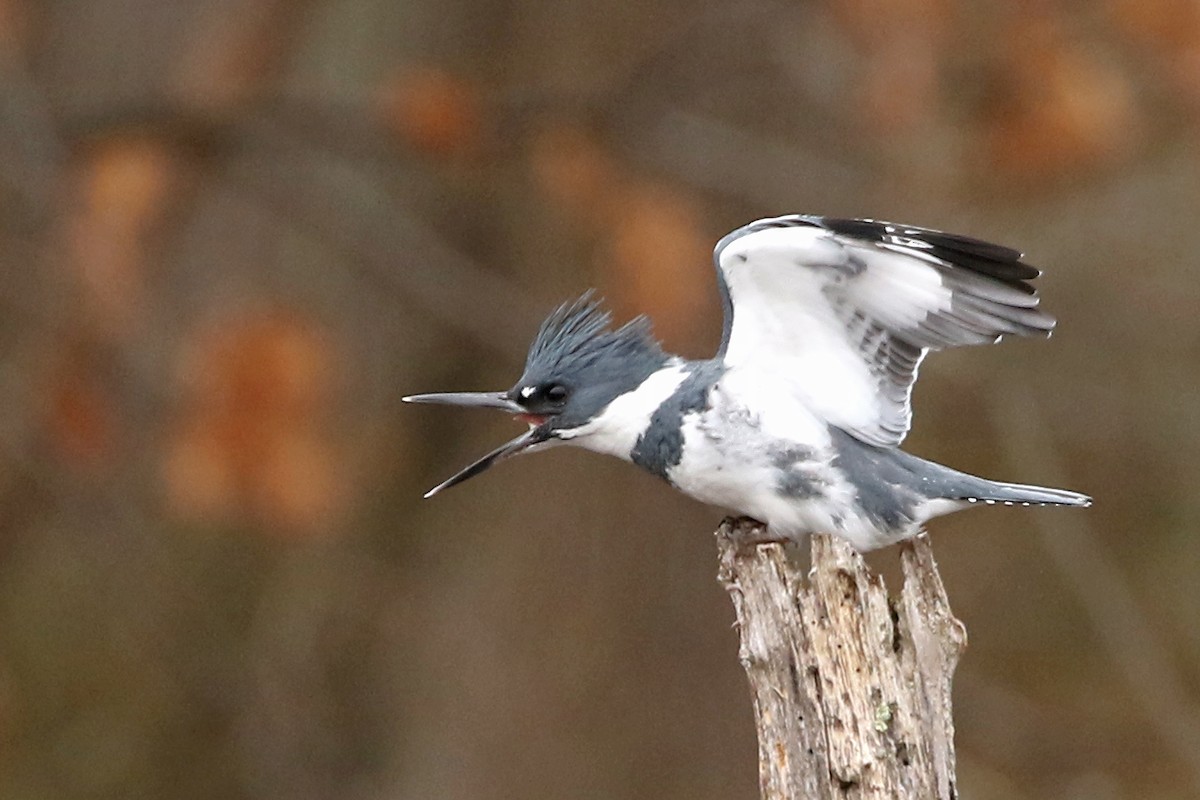 Belted Kingfisher - ML615223694