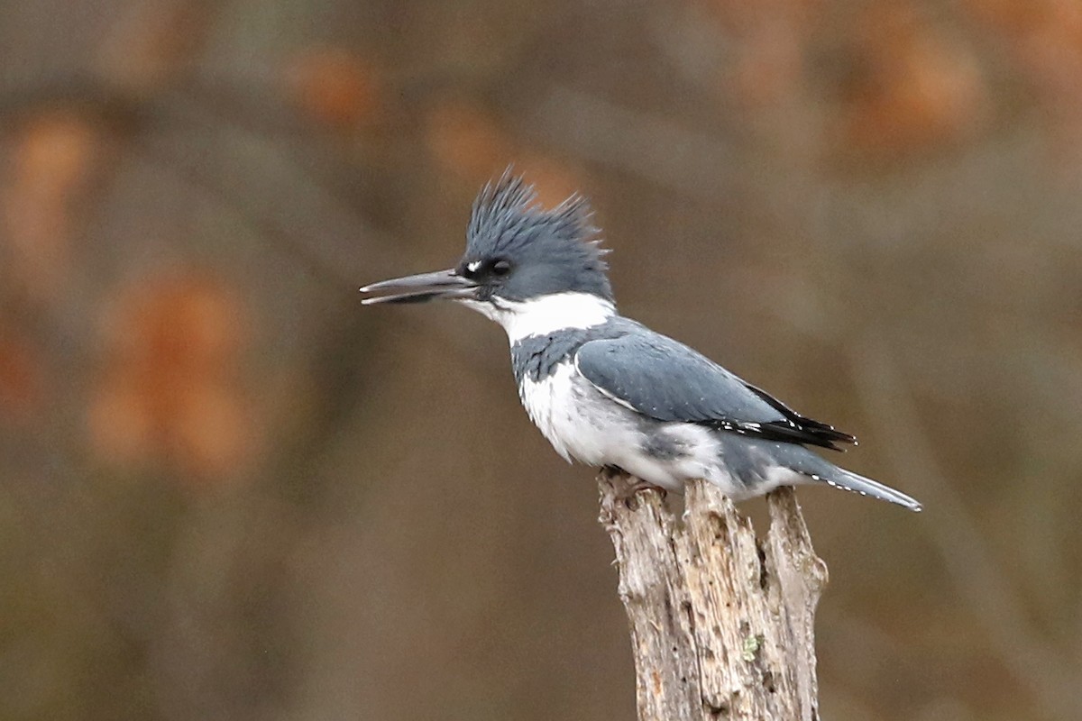 Belted Kingfisher - ML615223696