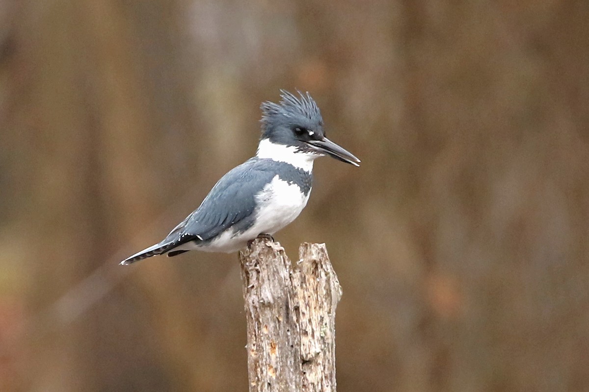 Belted Kingfisher - ML615223698
