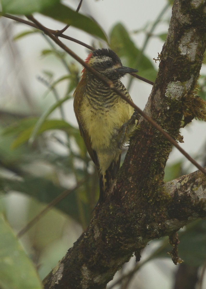 Yellow-vented Woodpecker - ML615223730