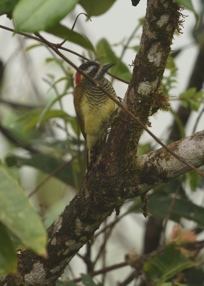 Yellow-vented Woodpecker - ML615223731